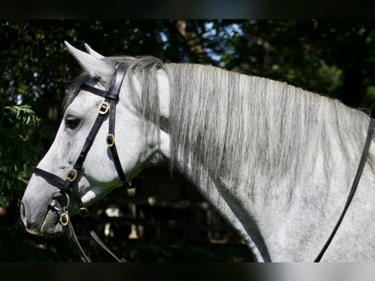 Andalou Jument 9 Ans 158 cm Gris in Au - Bad Feilnbach