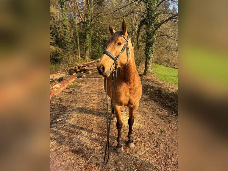 Andalou Jument 9 Ans 160 cm Buckskin in Buchenbach