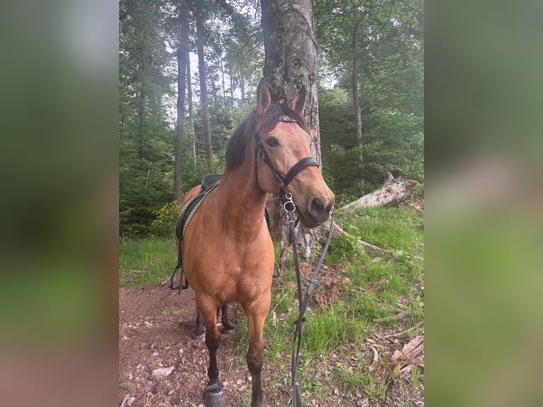 Andalou Jument 9 Ans 160 cm Buckskin in Buchenbach