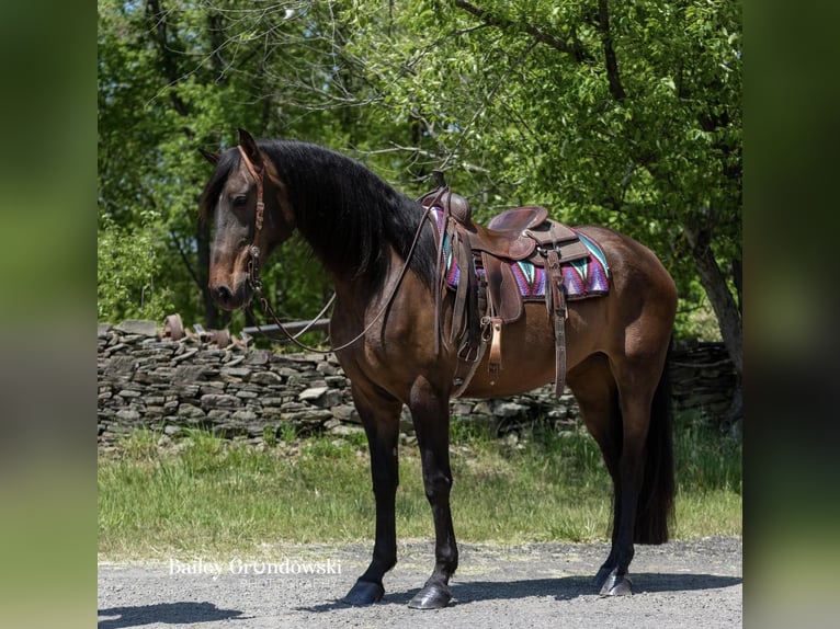 Andalou Jument 9 Ans 165 cm Bai cerise in Everett PA