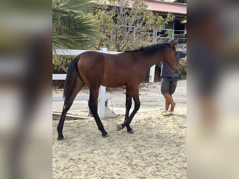 Andalou Jument Poulain (03/2025) 130 cm Bai cerise in El Romeral