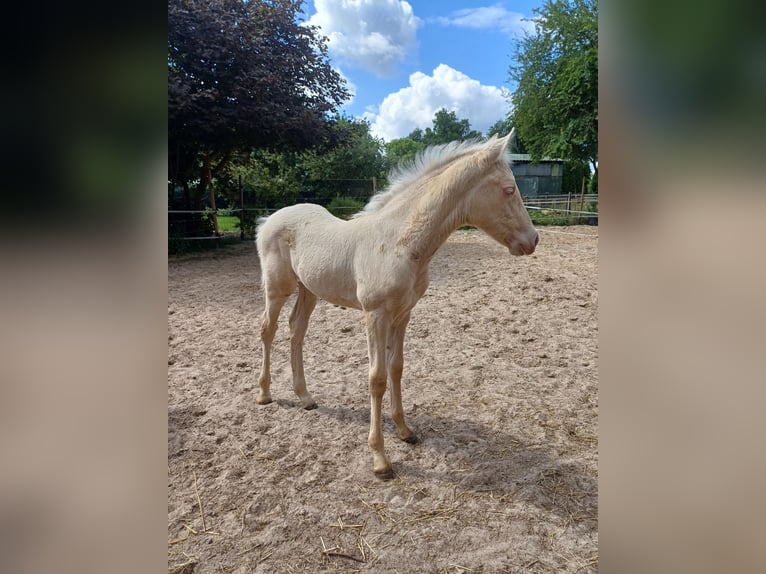 Andalou Croisé Jument Poulain (05/2025) 150 cm Cremello in Emmer-Compascuum