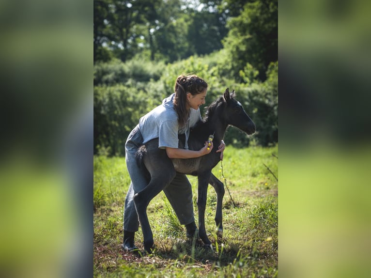 Andalou Jument  160 cm Perle in Ardenais