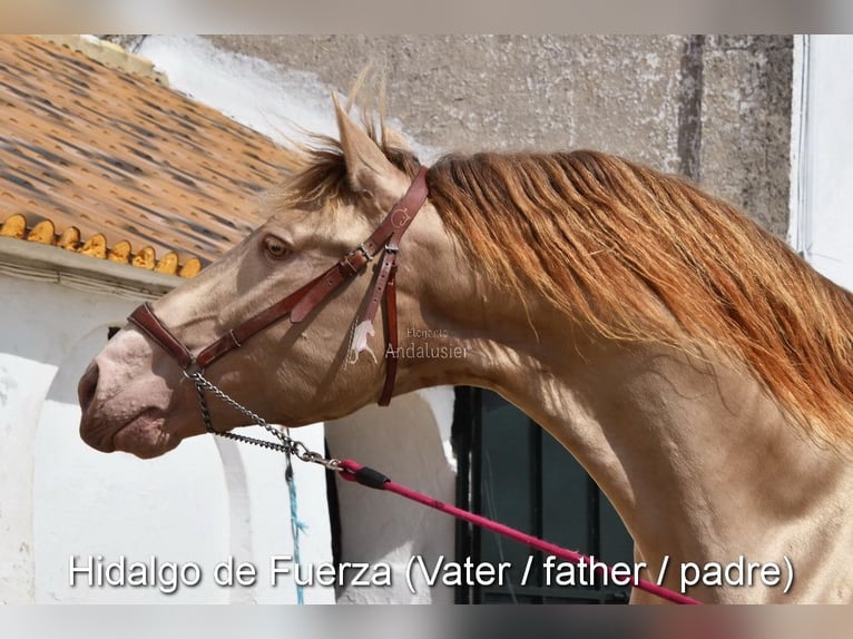 Andalou Jument Poulain (04/2026) 160 cm Perle in Provinz Cordoba