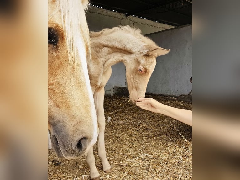 Andalou Jument Poulain (04/2026) 160 cm Perle in Provinz Cordoba