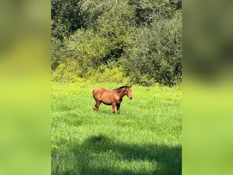 Andalou Croisé Jument Poulain (04/2024) 165 cm Bai cerise in Gers