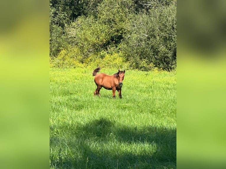 Andalou Croisé Jument Poulain (04/2024) 165 cm Bai cerise in Gers