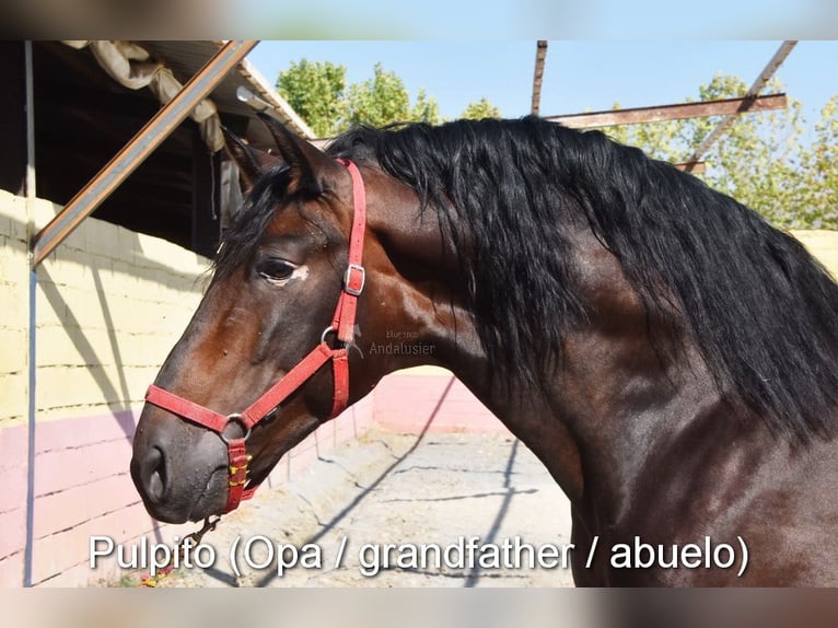 Andalou Jument  Isabelle in Provinz Cordoba