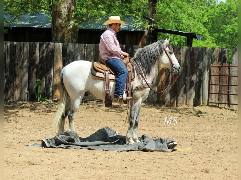 Andaluces Caballo castrado 10 años 147 cm Tordo in Whitesboro