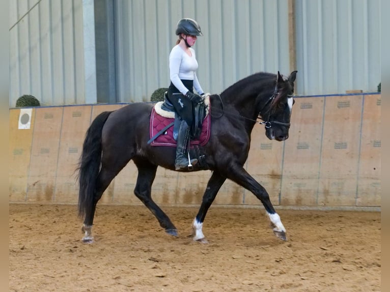 Andaluces Caballo castrado 10 años 150 cm Castaño oscuro in Neustadt (Wied)