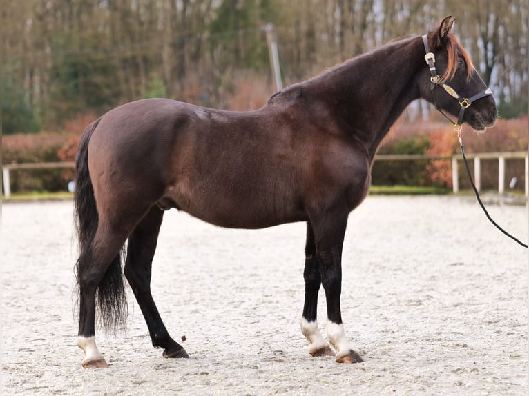 Andaluces Caballo castrado 10 años 150 cm Castaño oscuro in Neustadt (Wied)