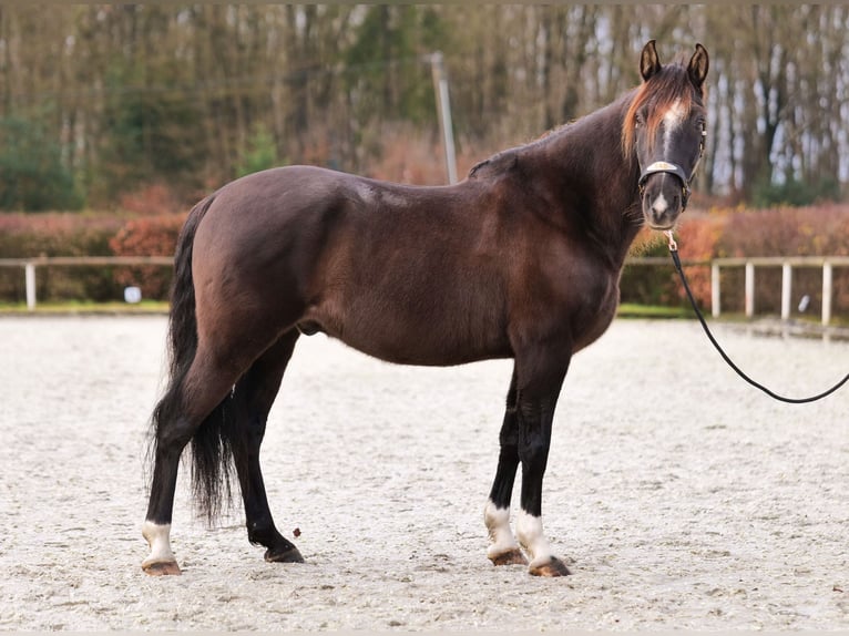 Andaluces Caballo castrado 10 años 150 cm Castaño oscuro in Neustadt (Wied)