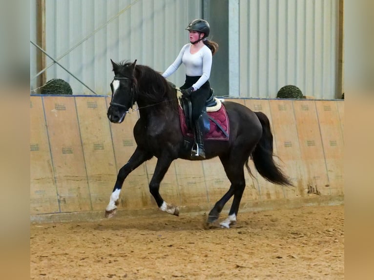 Andaluces Caballo castrado 10 años 150 cm Castaño oscuro in Neustadt (Wied)