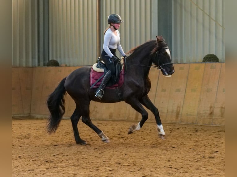 Andaluces Caballo castrado 10 años 150 cm Castaño oscuro in Neustadt (Wied)