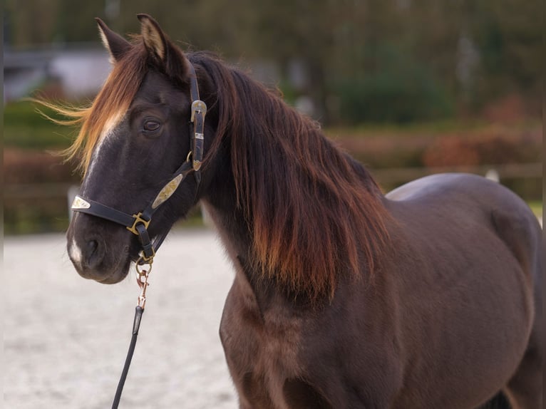 Andaluces Caballo castrado 10 años 150 cm Castaño oscuro in Neustadt (Wied)