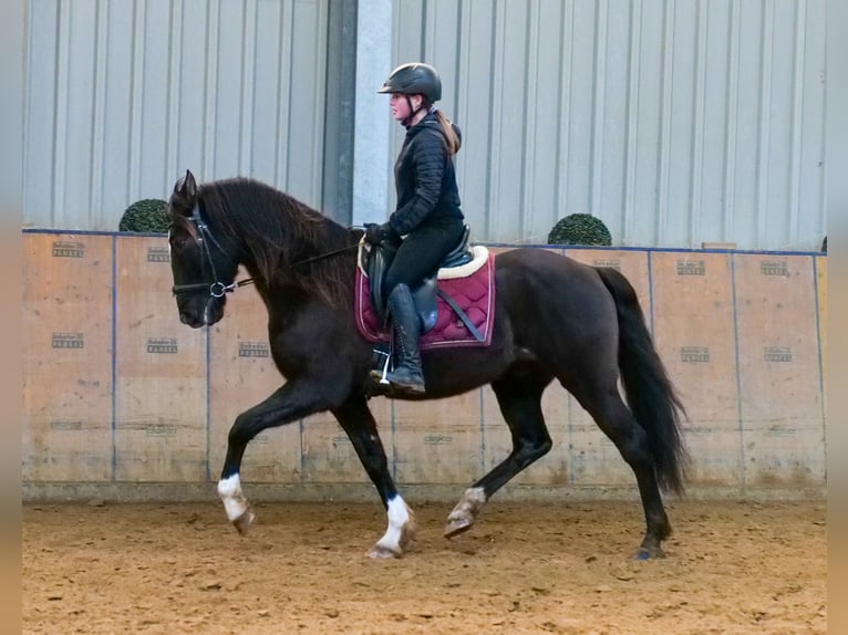 Andaluces Caballo castrado 10 años 150 cm Castaño oscuro in Neustadt (Wied)