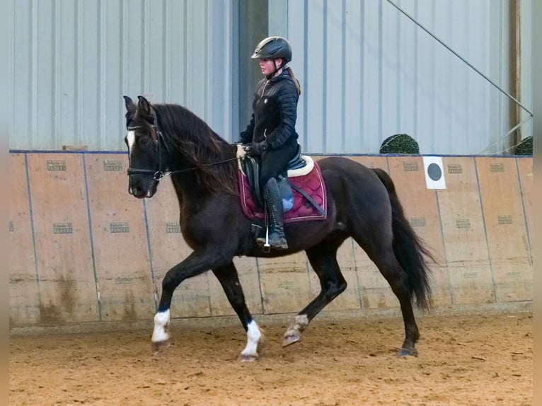 Andaluces Caballo castrado 10 años 150 cm Castaño oscuro in Neustadt (Wied)