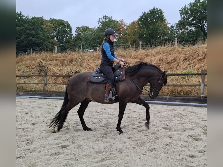 Andaluces Caballo castrado 10 años 150 cm Negro in Berg en Terblijt