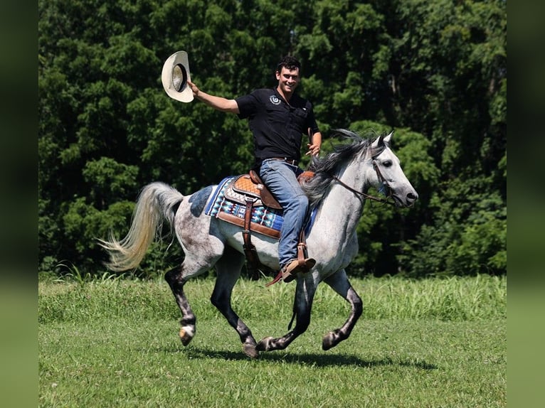 Andaluces Caballo castrado 10 años 150 cm Tordo rodado in Somerset KY