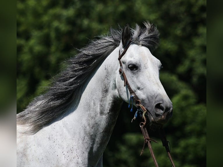 Andaluces Caballo castrado 10 años 150 cm Tordo rodado in Somerset KY