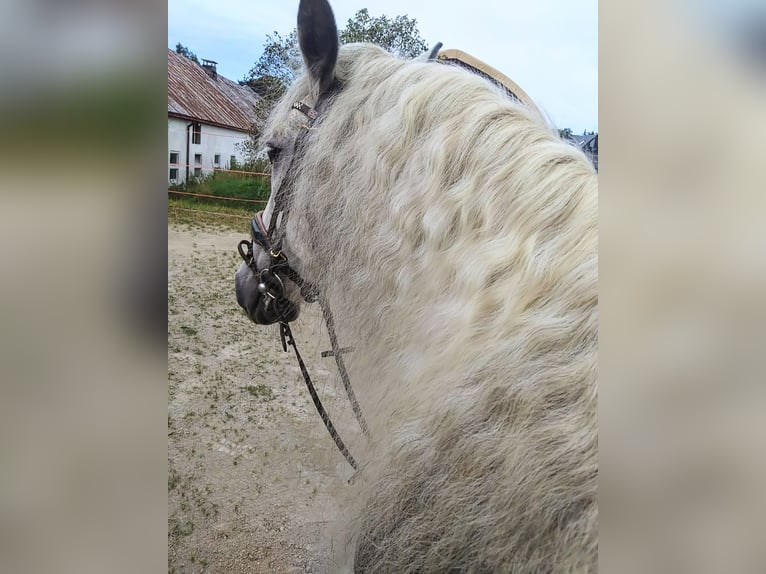 Andaluces Mestizo Caballo castrado 10 años 151 cm Tordo rodado in Scheibenberg