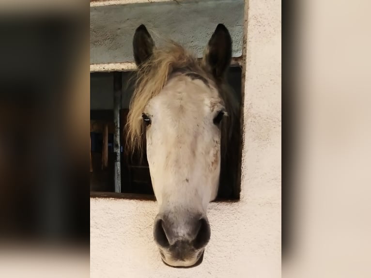 Andaluces Mestizo Caballo castrado 10 años 151 cm Tordo rodado in Scheibenberg