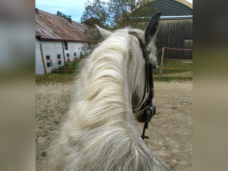 Andaluces Mestizo Caballo castrado 10 años 151 cm Tordo rodado in Scheibenberg