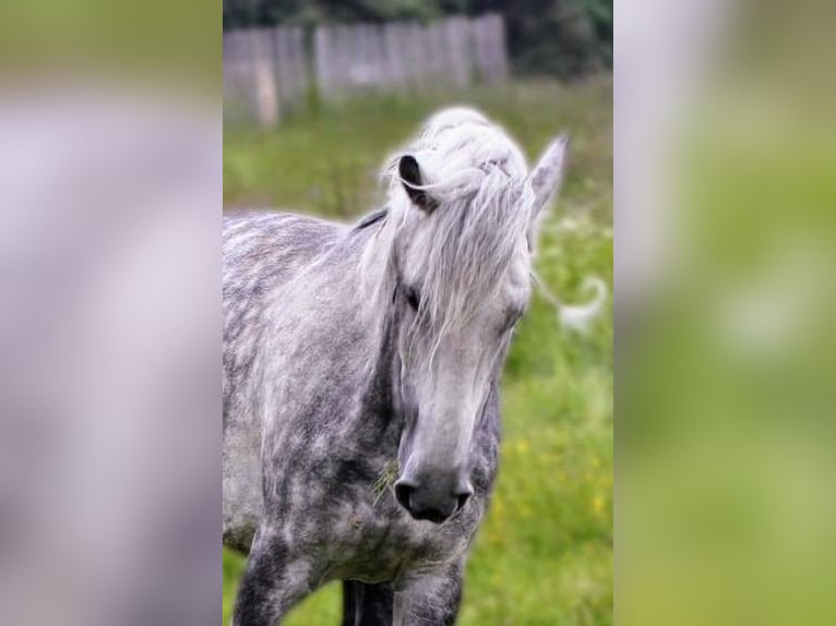 Andaluces Mestizo Caballo castrado 10 años 151 cm Tordo rodado in Scheibenberg