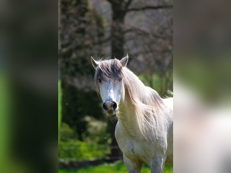 Andaluces Caballo castrado 10 años 152 cm Tordo in Ringgau