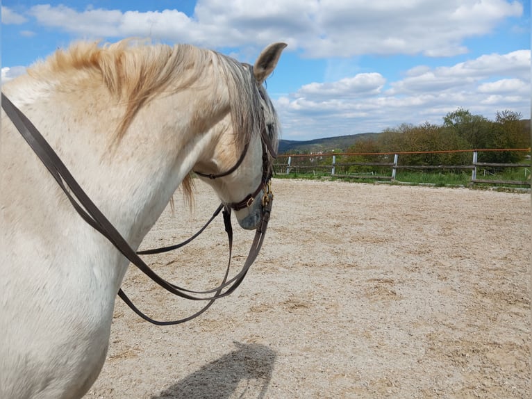 Andaluces Caballo castrado 10 años 152 cm Tordo in Ringgau