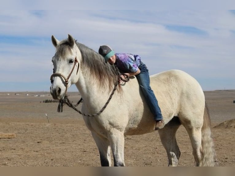 Andaluces Mestizo Caballo castrado 10 años 152 cm Tordo in Fort Collins