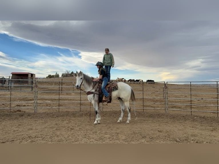 Andaluces Mestizo Caballo castrado 10 años 152 cm Tordo in Fort Collins