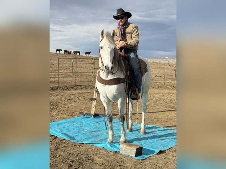 Andaluces Mestizo Caballo castrado 10 años 152 cm Tordo in Fort Collins