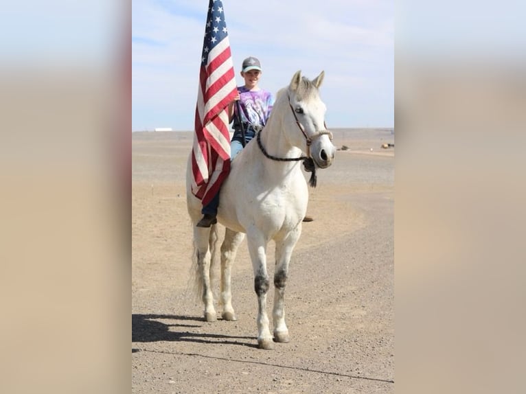 Andaluces Mestizo Caballo castrado 10 años 152 cm Tordo in Fort Collins