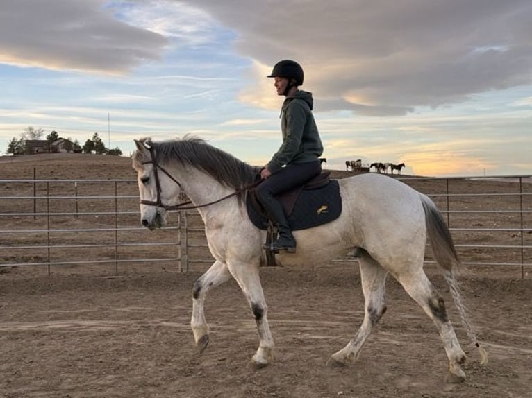 Andaluces Mestizo Caballo castrado 10 años 152 cm Tordo in Fort Collins