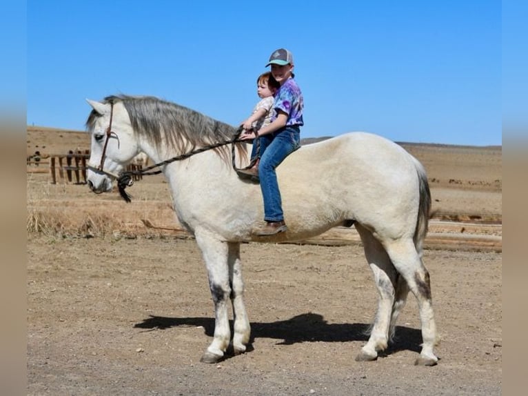 Andaluces Mestizo Caballo castrado 10 años 152 cm Tordo in Fort Collins