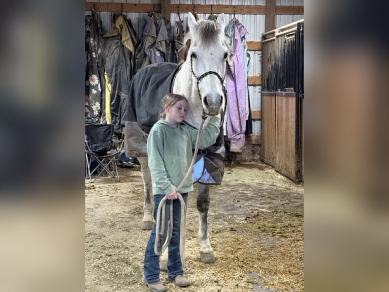 Andaluces Mestizo Caballo castrado 10 años 152 cm Tordo in Fort Collins