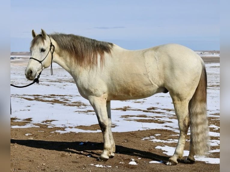 Andaluces Mestizo Caballo castrado 10 años 152 cm Tordo in Fort Collins