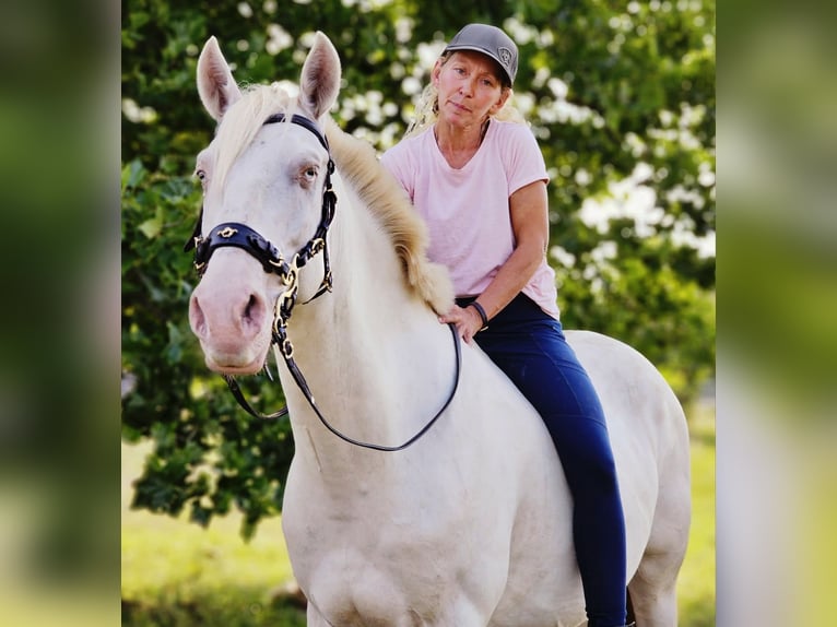 Andaluces Mestizo Caballo castrado 10 años 153 cm Cremello in Ludwigsfelde