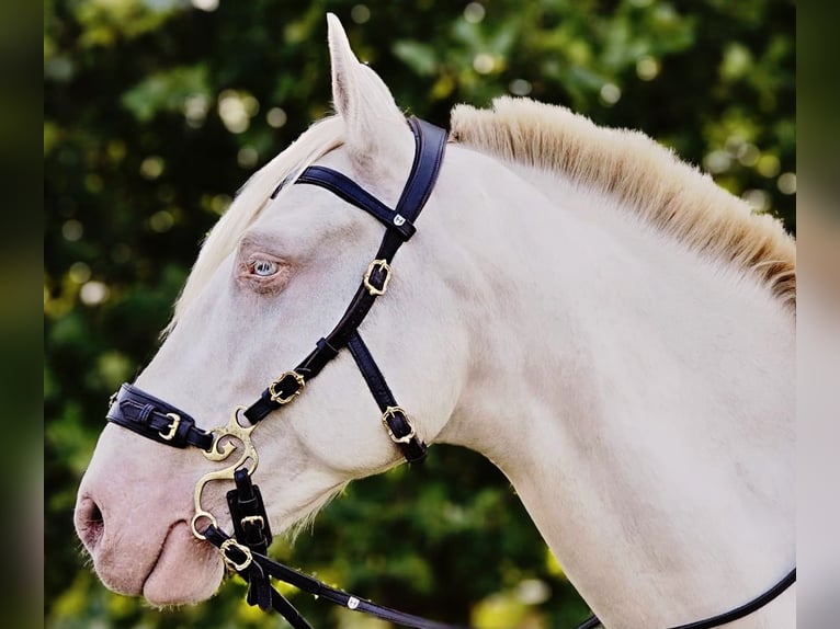 Andaluces Mestizo Caballo castrado 10 años 153 cm Cremello in Ludwigsfelde