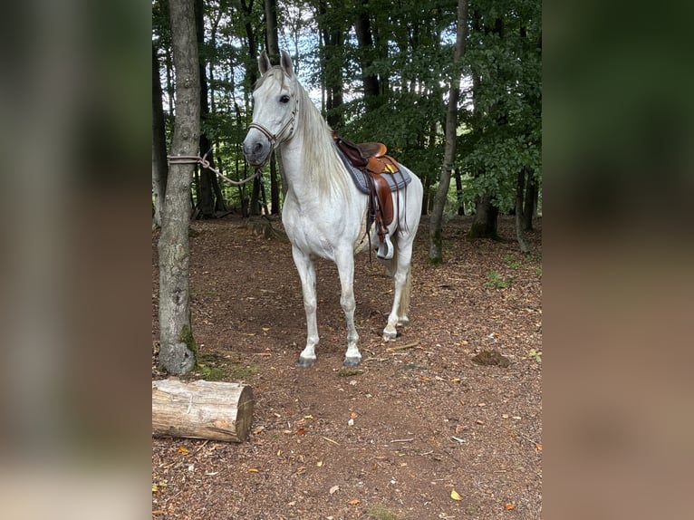 Andaluces Caballo castrado 10 años 156 cm Tordo in Espelkamp