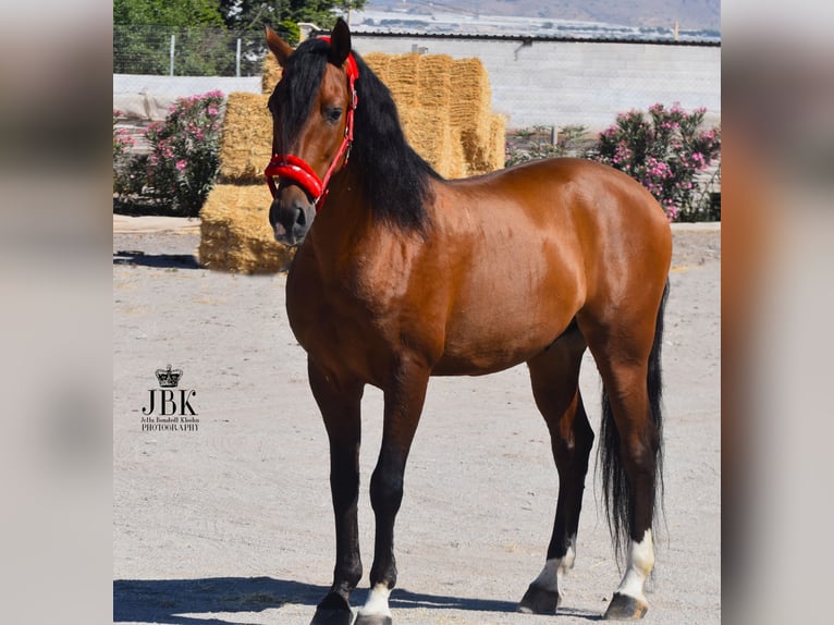 Andaluces Caballo castrado 10 años 158 cm Castaño in Tabernas