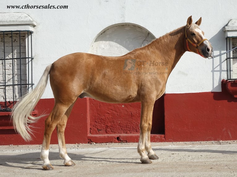 Andaluces Caballo castrado 10 años 158 cm Palomino in Sevilla