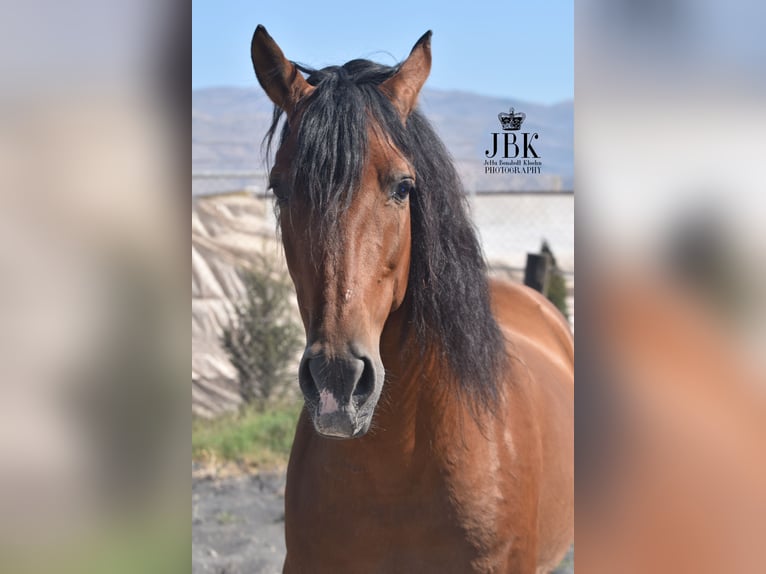 Andaluces Caballo castrado 10 años 159 cm Castaño in Tabernas Almeria