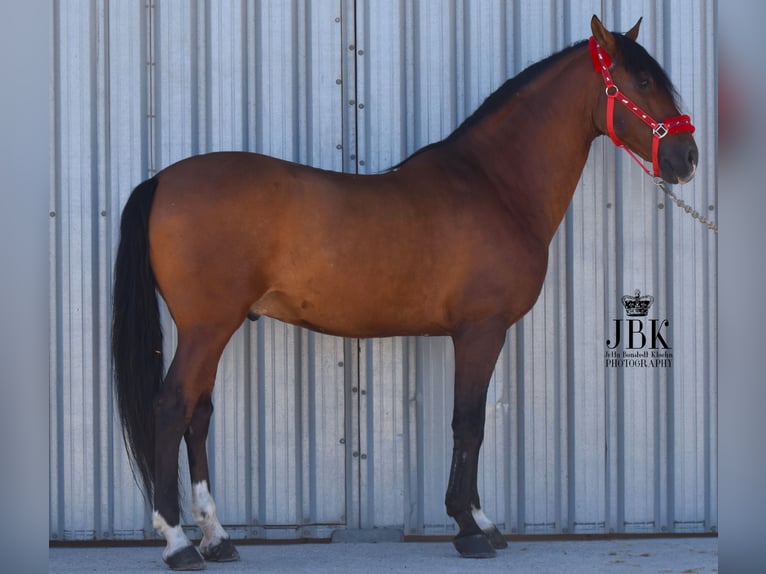 Andaluces Caballo castrado 10 años 159 cm Castaño in Tabernas Almeria