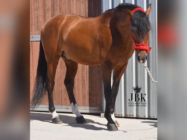 Andaluces Caballo castrado 10 años 159 cm Castaño in Tabernas Almeria