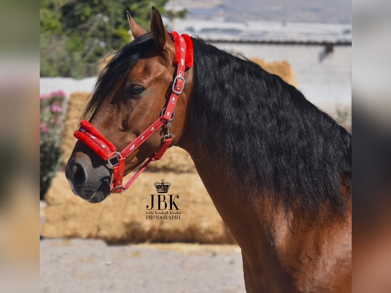 Andaluces Caballo castrado 10 años 159 cm Castaño in Tabernas Almeria