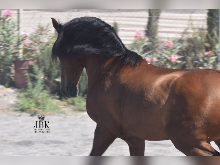 Andaluces Caballo castrado 10 años 159 cm Castaño in Tabernas Almeria