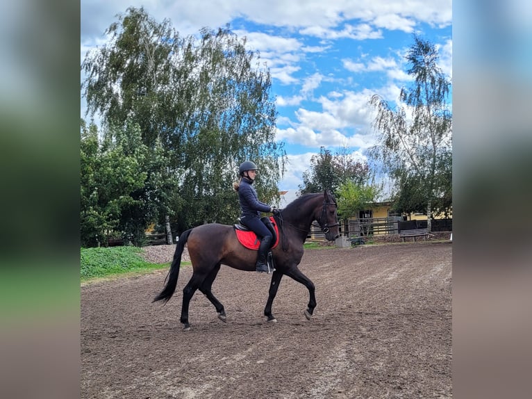 Andaluces Mestizo Caballo castrado 10 años 159 cm Castaño oscuro in Karlshuld