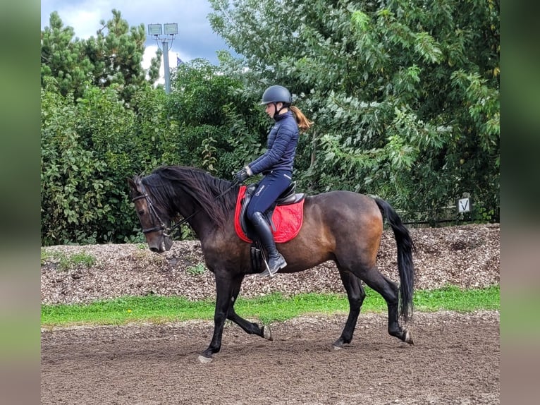 Andaluces Mestizo Caballo castrado 10 años 159 cm Castaño oscuro in Karlshuld